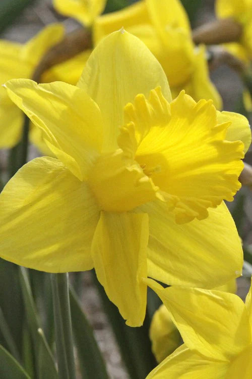 5 Fun Facts About Daffodils And Why You Should Plant Them In