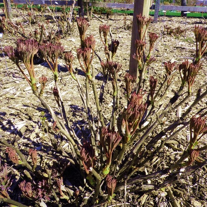 IDA'S PINK' Tree Peony (Paeonia x suffruticosa) – Champlain Peony Company