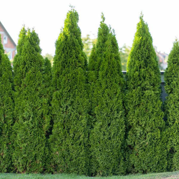 'AMERICAN PILLAR' Arborvitae (Thuja x occidentalis 'american pillar')