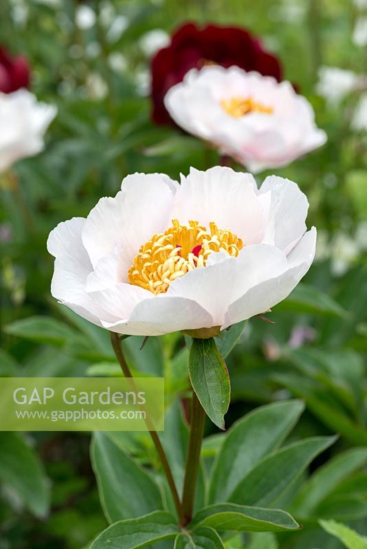'REQUIEM' Peony (Paeonia lactiflora x macrophyla 'requiem')