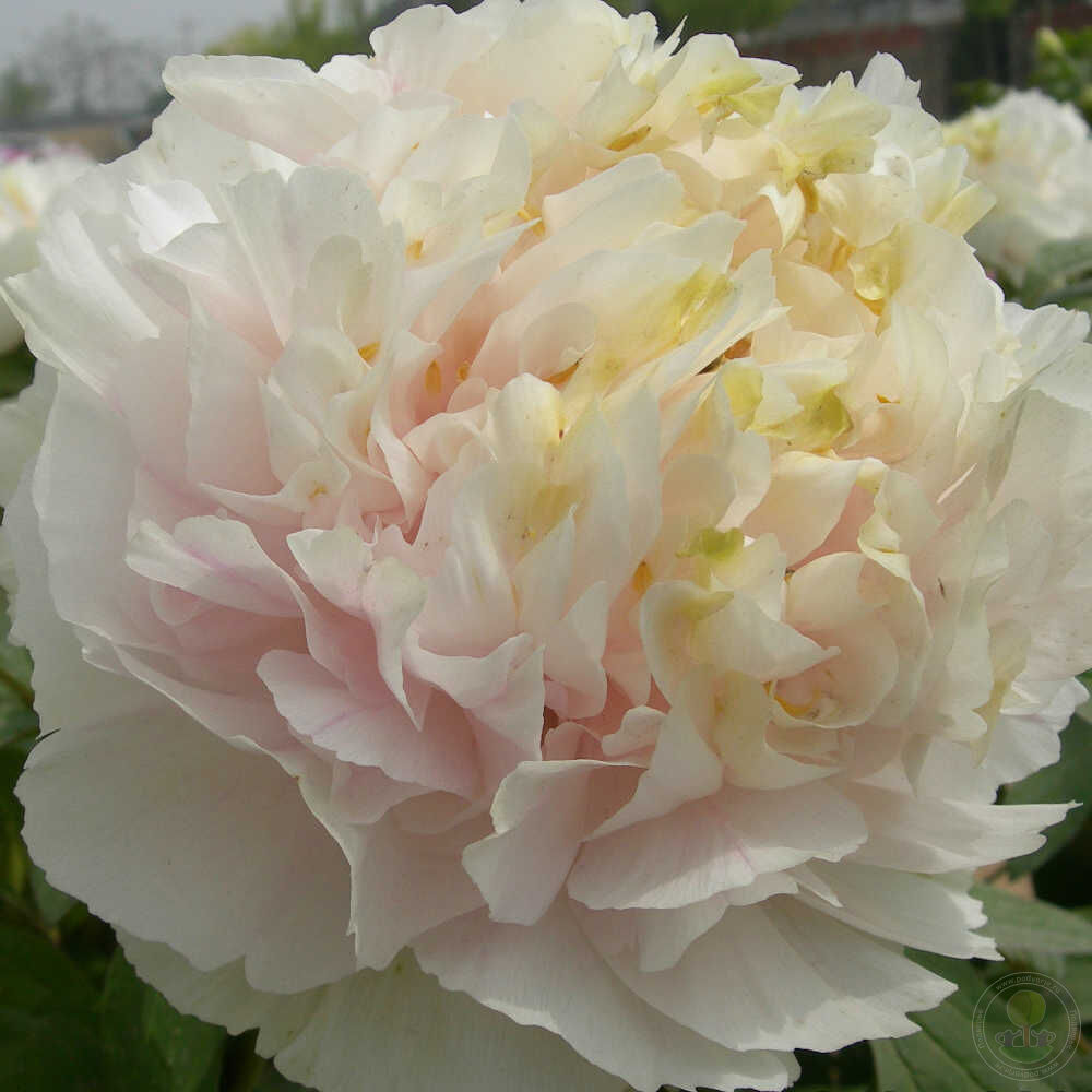 GOLDEN EMERALD' Tree Peony (Paeonia x suffruticosa ' 黄翠羽-Huang Cui yu')