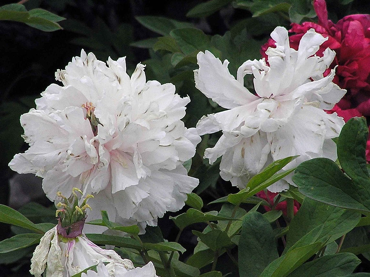 'LUSTER OF JADE' Tree Peony (Paeonia x suffruticosa '景玉-Jing Yu/luster of jade')