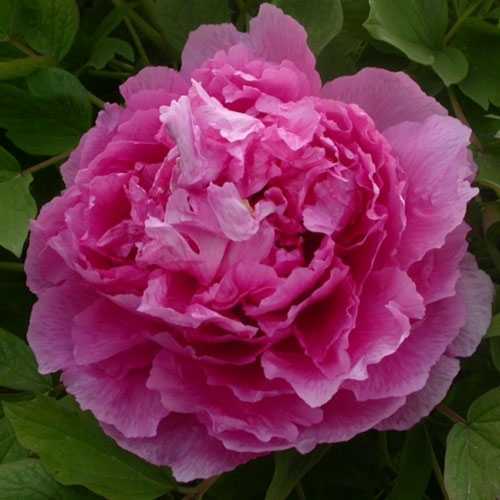 'RED SHANDONG LOTUS' 鲁菏红 Tree Peony (Paeonia x suffruticosa 'lu he hong/red shandong lotus')
