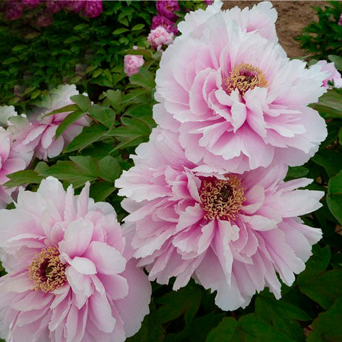 'BEAUTIFUL PEACH BLOSSOM' 玉面桃花 Tree peony (Paeonia x suffruticosa 'yu mian tao hua/beautiful peach blossom')