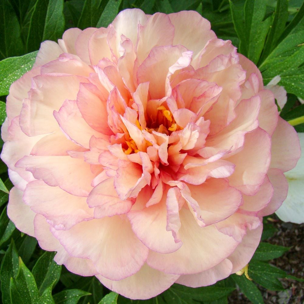 'SCRUMDIDLEYUMPTIOUS' Itoh Peony (Paeonia x intersectional 'scrumdidleyumptious')