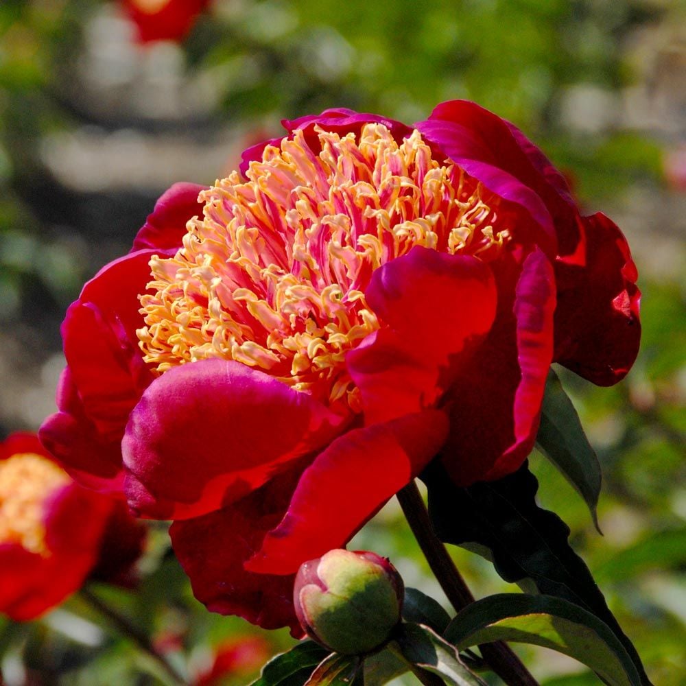 'SWORD DANCE' Peony (Paeonia x lactiflora 'sword dance')
