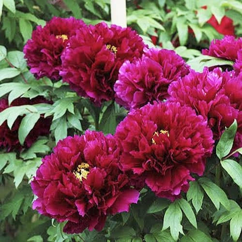 'EXCEPTIONAL EBONY' 墨润绝伦 Tree Peony (Paeonia x suffruticosa 'mo run jue lun/exceptional ebony')