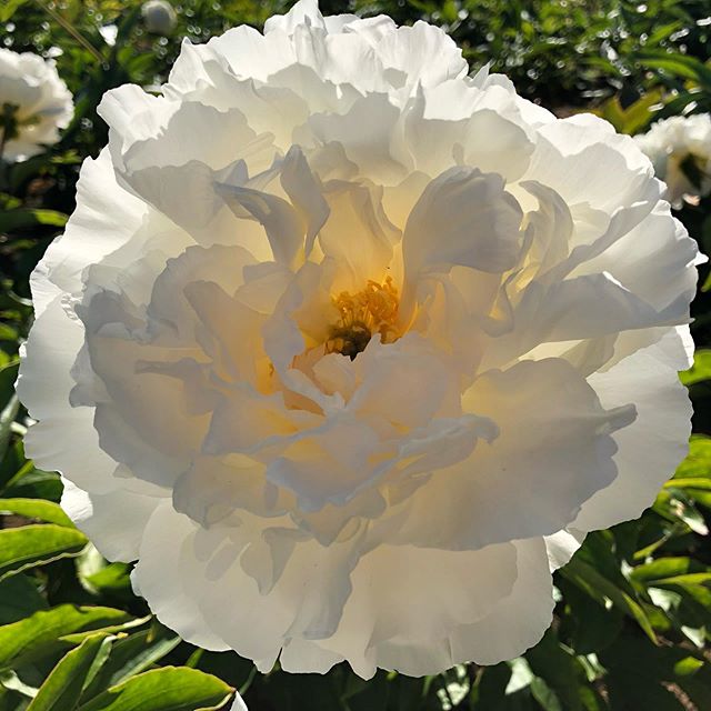 'LUXOR' Peony (Paeonia x lactiflora 'luxor')