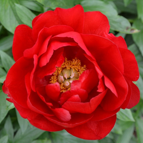 'ALEXANDER WOOLLCOTT' Peony (Paeonia x lactiflora 'alexander woollcott')