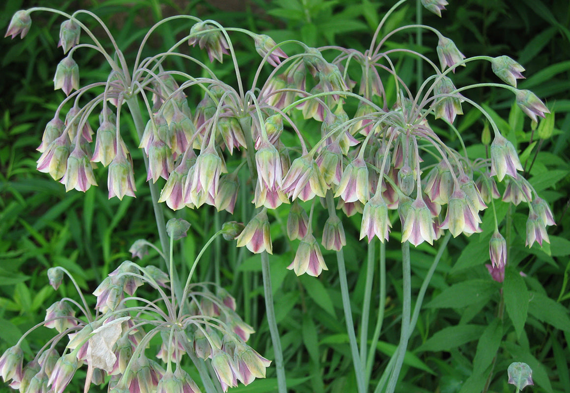 'HONEY GARLIC 'Mediterrian Bells' (Allium nectaroscordum x siculum 'bulgaricum')