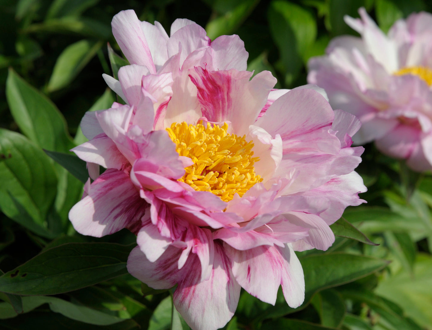 'CHERRY TWIST' Peony (Paeonia x lactiflora 'cherry twist')