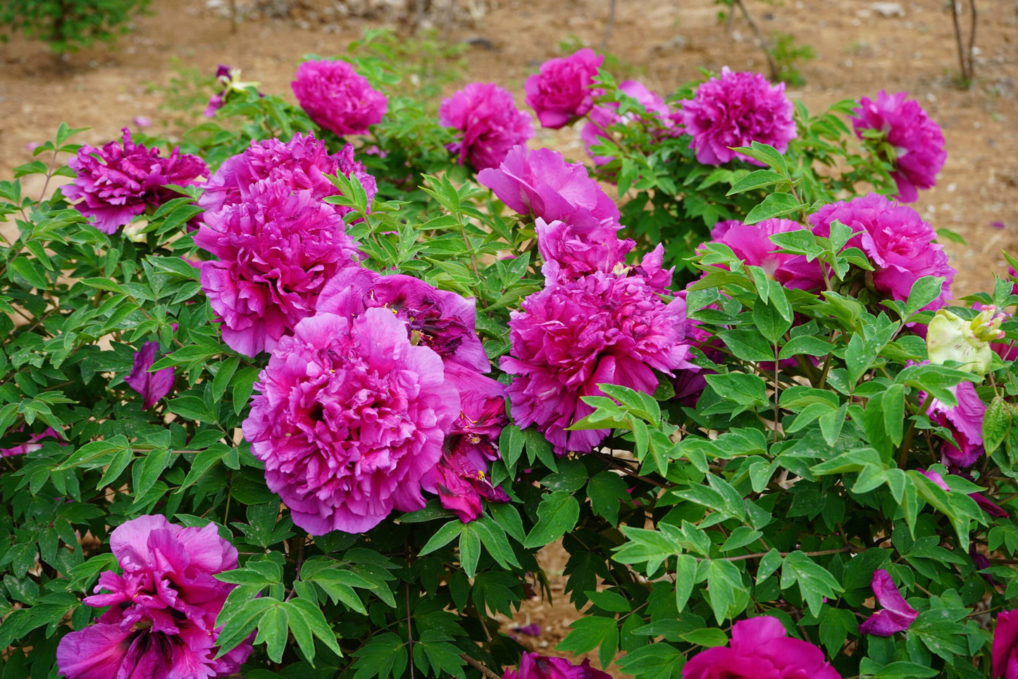 'NOBLE CROWN' Tree Peony (Paeonia x rockii 'jing zi guan yin xian/noble crown')
