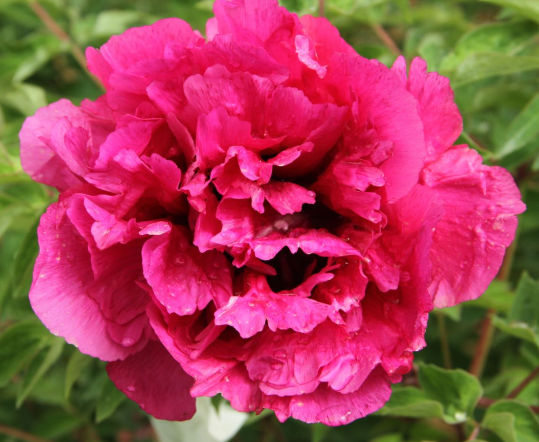 'REBEL' Tree Peony (Paeonia x rockii 'flare rebel')