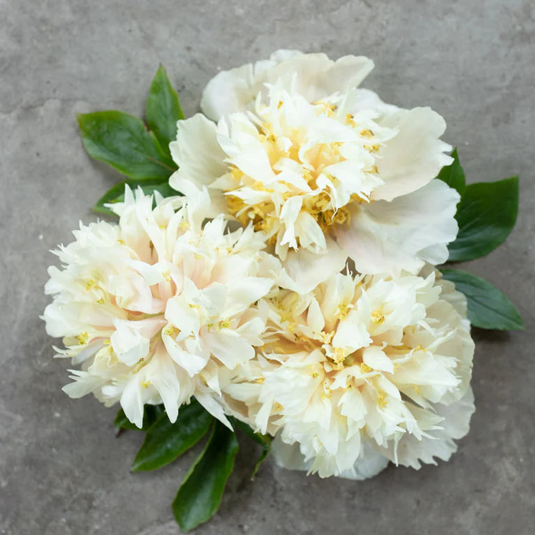 'QUITZIN' Peony (Paeonia x lactiflora 'quitzin')
