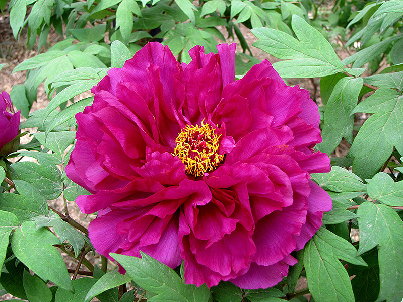 'THE SUN' 太阳 Tree Peony (Paeonia x suffruticosa 'tai yang/the sun')