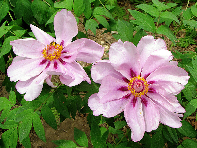 'BLUE SAPPHIRE' 蓝宝石 Tree Peony (Paeonia x suffruticosa 'lan bao shi/blue sapphire')