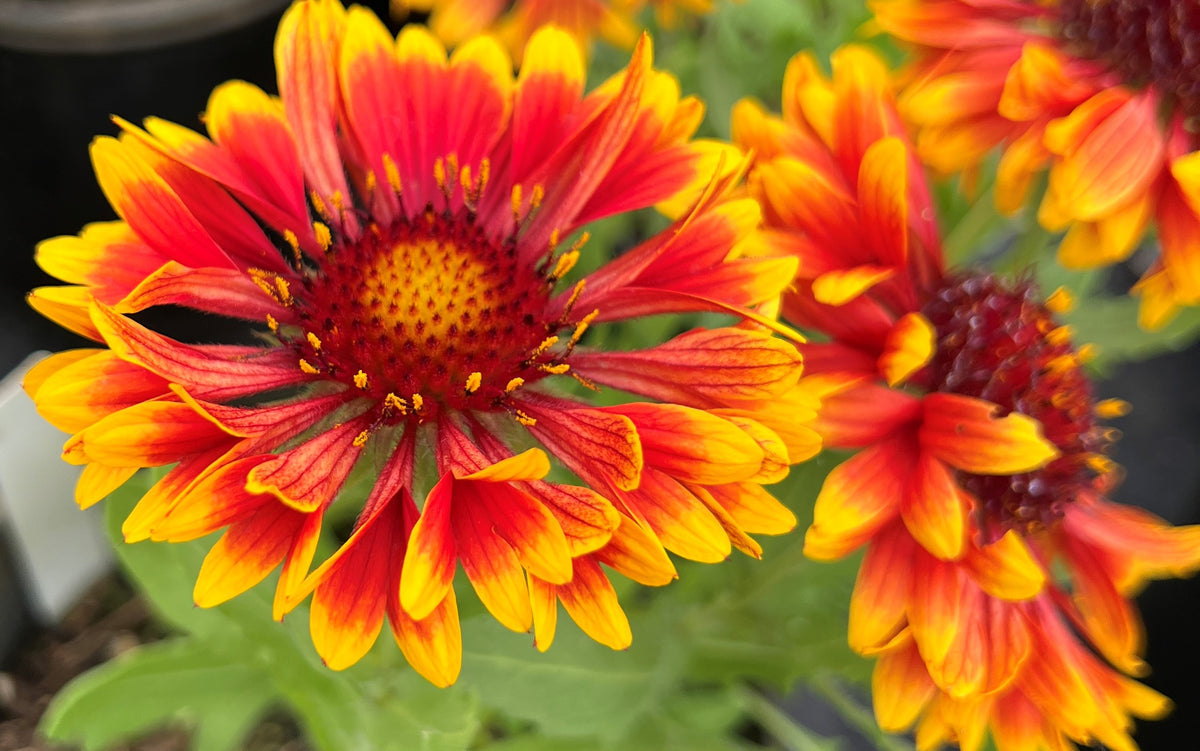 Spintop red best sale blanket flower