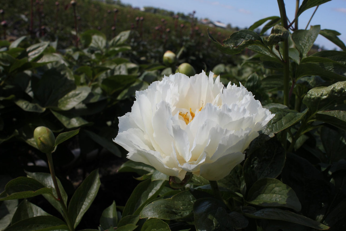 'GRAND MASSIVE' Peony (Paeonia x lactiflora 'grand massive')