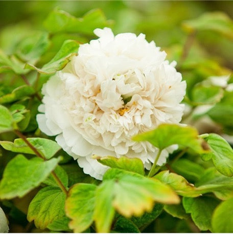 'FRAGRANCE OF GOLDEN OSMANTHUS' 金桂飘香 Tree Peony (Paeonia x suffruticosa 'jin gui piao xiang/fragrance of golden osmanthus')
