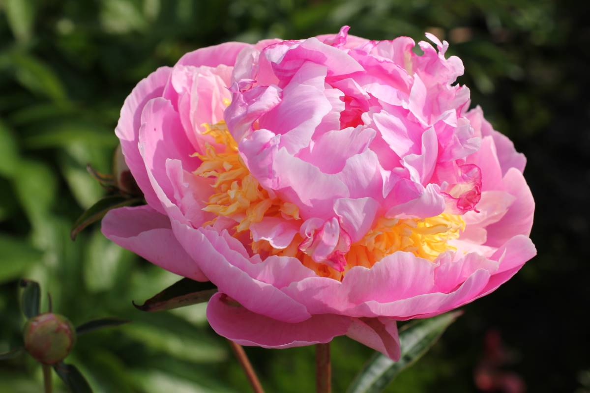 'LAVON' Peony (Paeonia x lactiflora 'lavon')