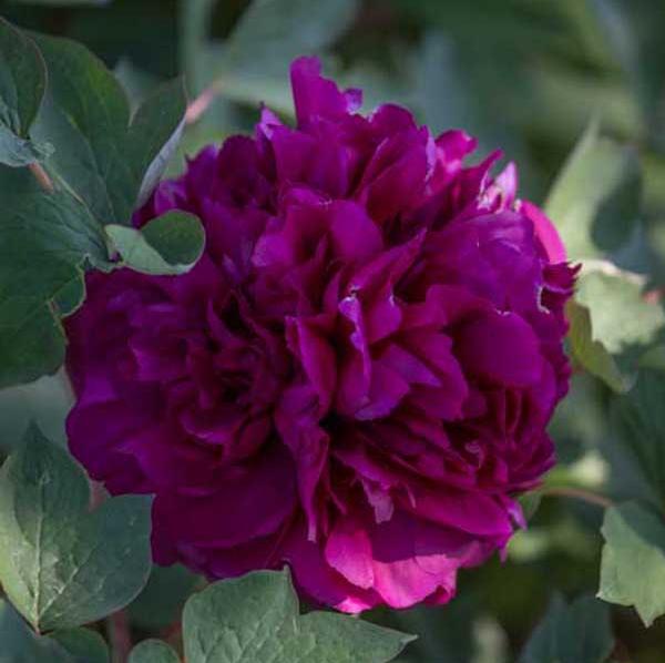 'NUMBER ONE RED' Tree Peony (Suffruticosa x 'shou an hong/number one red')