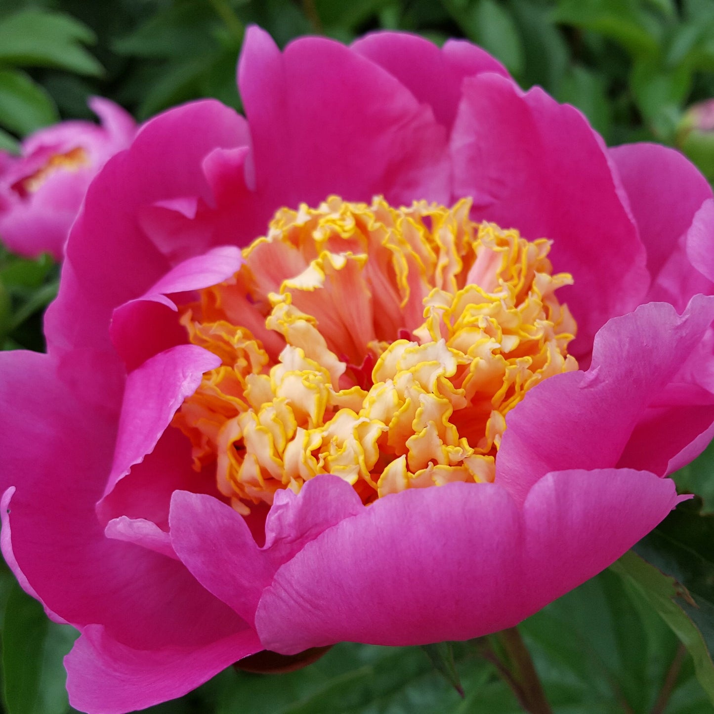 'DOREEN' Peony (Paeonia x lactiflora 'doreen')