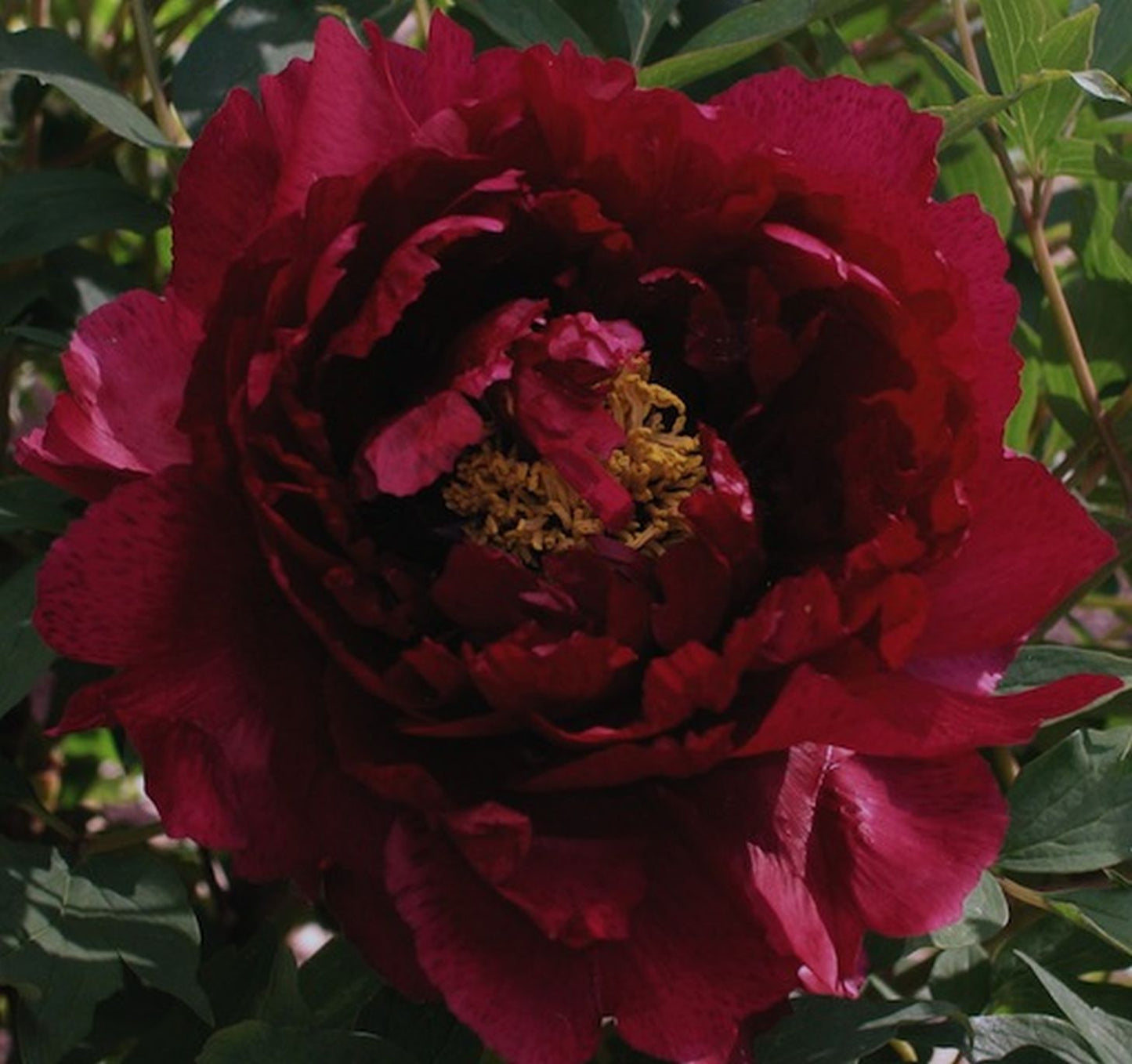 'GOLDEN SAND BLACK SEA' 黑海撒金 Tree Peony (Paeonia x suffruticosa 'hei hai sha Jin/golden sand black sea')