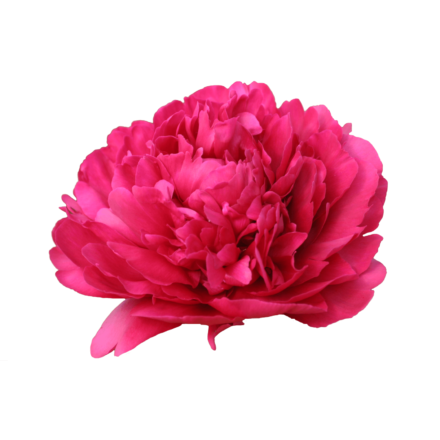 'PAUL M. WILD' Peony (Paeonia x lactiflora 'paul m. wild.')