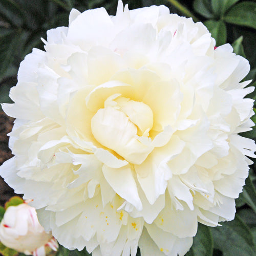 'KATHARINE' Peony (Paeonia x lactiflora 'katharine')