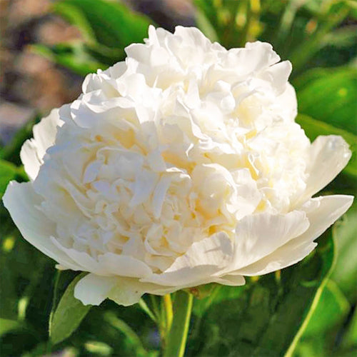 'MARSHMALLOW TART' Peony 'Paeonia x lactiflora 'marshmallow tart')