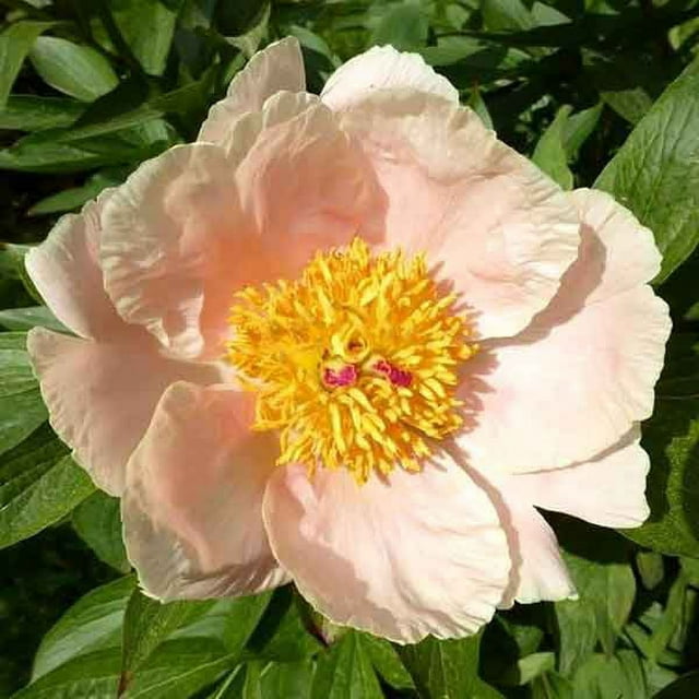 'APRICOT WHISPER' Peony (Paeonia x lactiflora 'apricot whisper')
