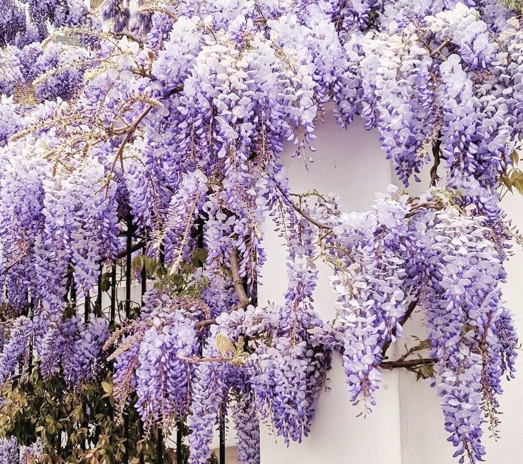 'SUMMER CASCADE' Kentucky Wisteria (Wisteria frutescens var. macrostachya 'summer cascade')