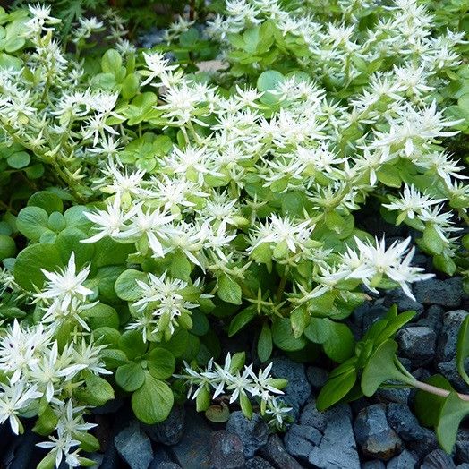 'LARINEM PARK' Stonecrop (Sedum x ternatum 'larinem park')