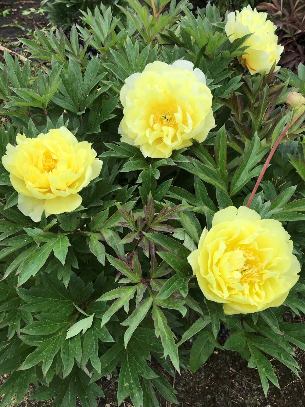'SMITH FAMILY YELLOW' Itoh Peony (Paeonia x intersectional 'smith family yellow)