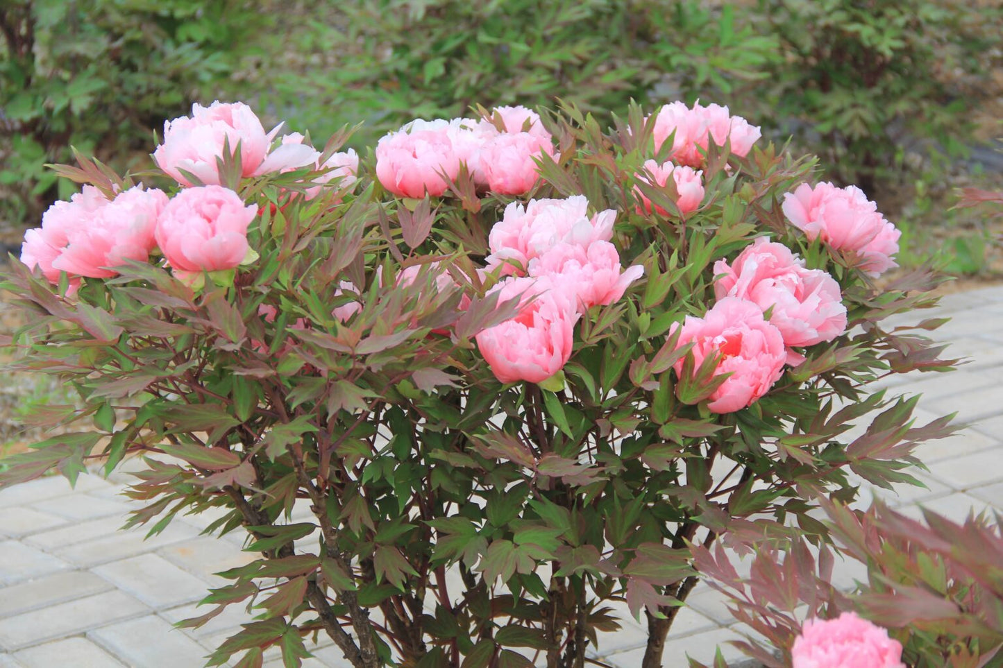 'CELEBRATION' Japanese Tree Peony (Paeonia x suffruticosa 'celebration')