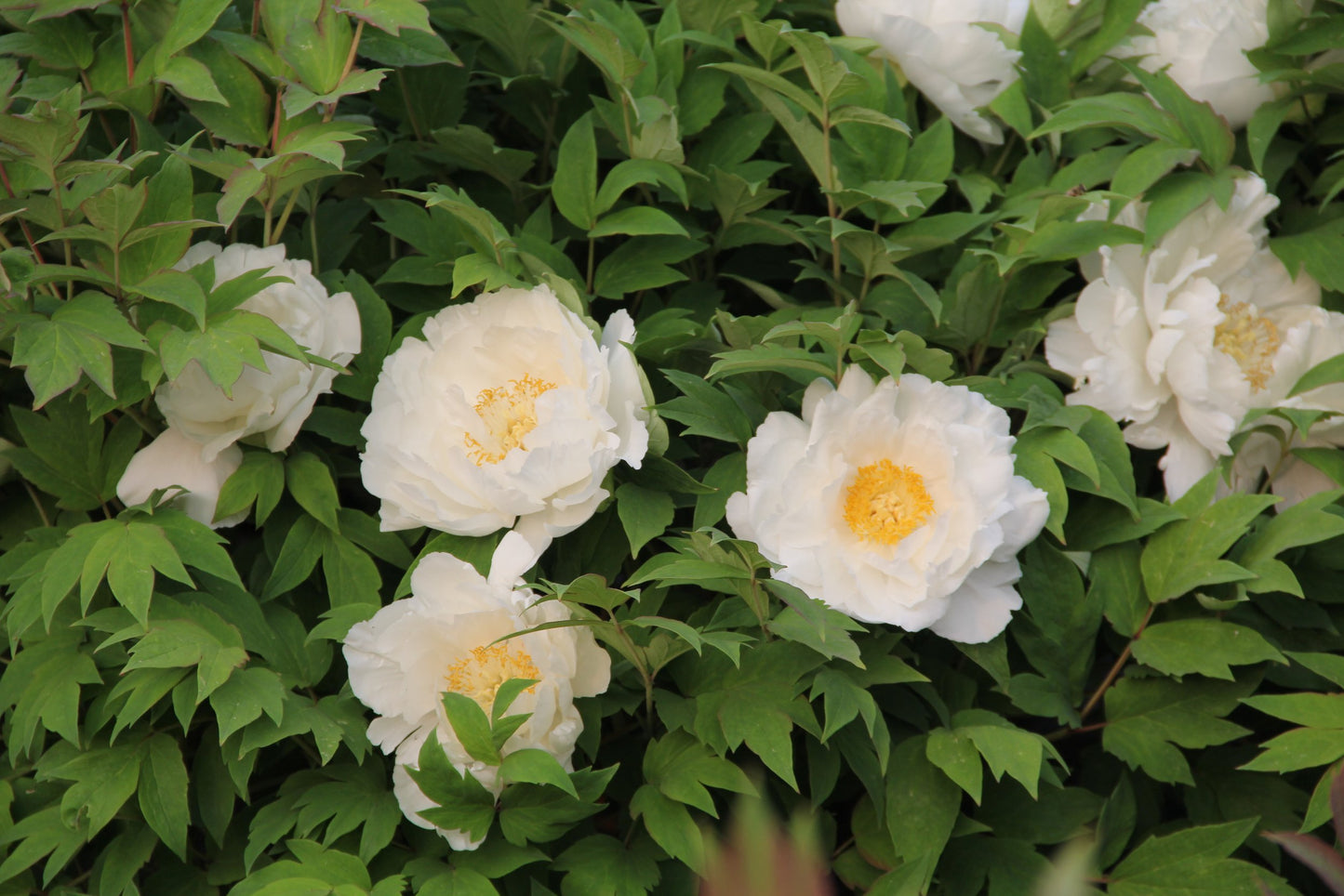 'BRIGHT PRINCE' Japanese Tree Peony (Paeonia x suffruticosa '/bai wang shi zi/bright prince')
