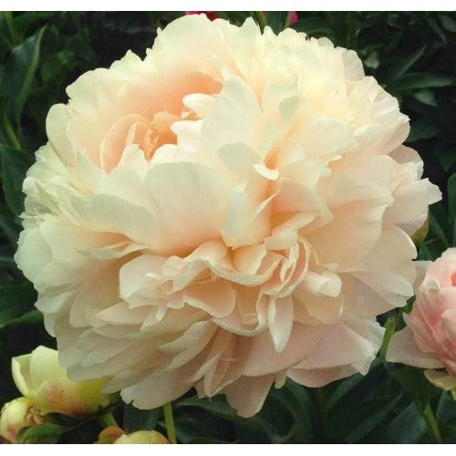 'SUMMER GLOW' Peony (Paeonia x lactiflora 'summer glow')