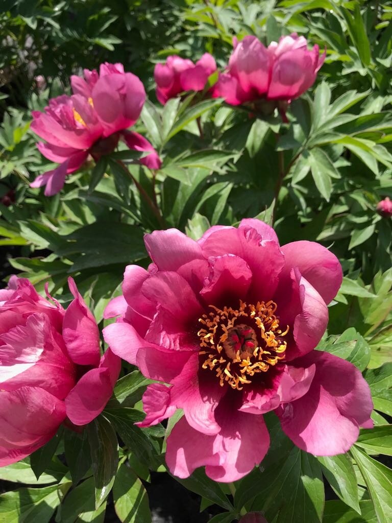 'YANKEE DOODLE DANDY' Itoh Peony (Paeonia x intersectional 'yankee doodle dandy')