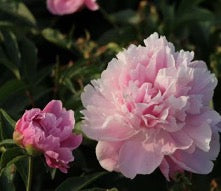 'ZHAO'S GARDEN PINK' Peony (Paeonia x Lactiflora '赵园粉'-zhao yuan fen)