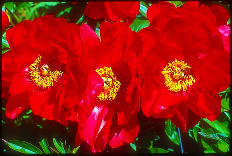 'ALEXANDER WOOLLCOTT' Peony (Paeonia x lactiflora 'alexander woollcott')