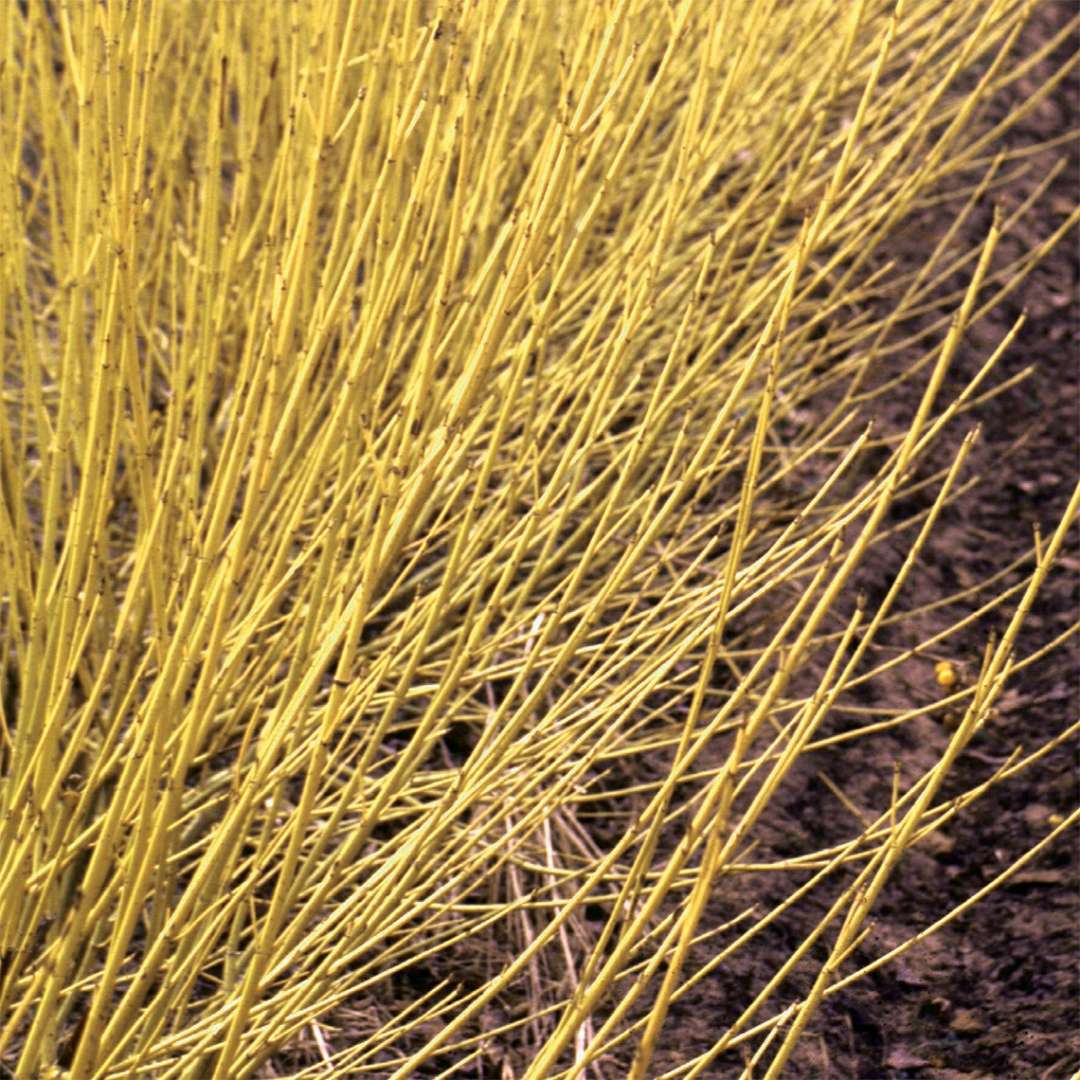 'ARCTIC FIRE YELLOW' Yellow-twig Dogwood (Cornus x stolonifera 'arctic fire yellow')