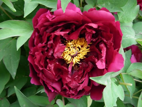 'GARDEN'S RED SUNSET' Tree Peony (Paeonia x suffruticosa '百园红霞-Bai Yuan Hong Xia/garden's red sunset')