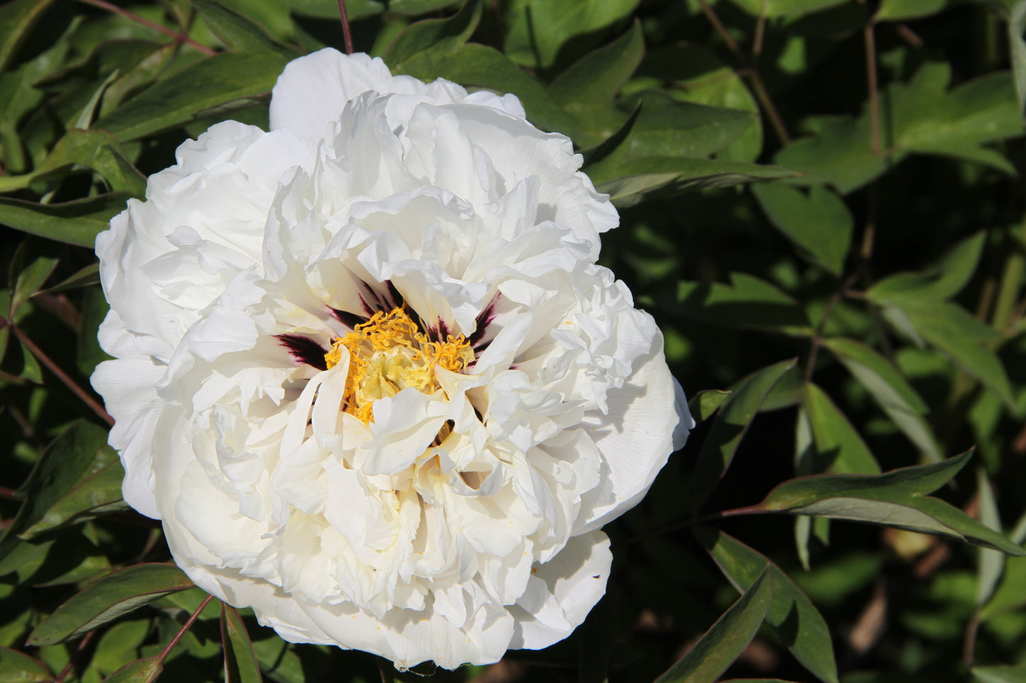 'NORTH COUNTRY' 北国风光 Tree Peony (Paeonia x suffruticosa 'bei guo feng guang')