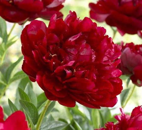 'BELLE CENTER' Peony (Paeonia officinalis x albiflora 'belle center')
