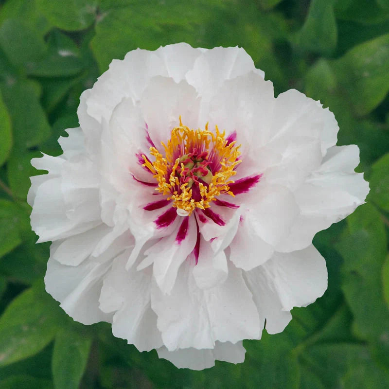 'FAIRY MOON' Tree Peony (Paeonia x suffruticosa 'yue gong zhu guang/fairy moon')