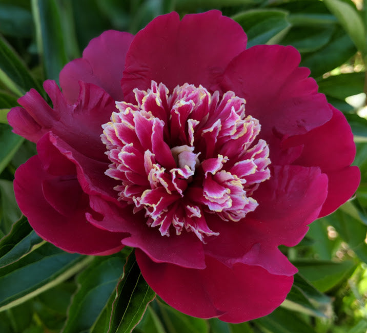 'CHARLES BURGESS' Peony (Paeonia x lactiflora 'charles burgess')