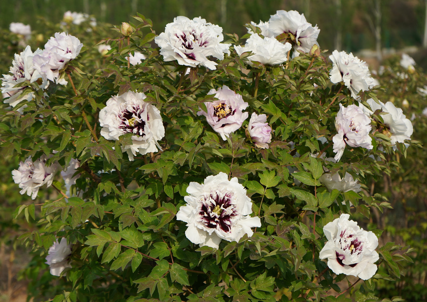 'EAGLE WINGS' 驚雨天成 Tree Peony (Paeonia x rockii 'jing yu tian cheng/eagle wings')