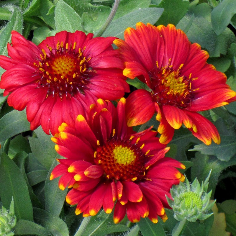 'ARIZONA RED' Blanket Flower (Gaillardia aristata 'arizona red')