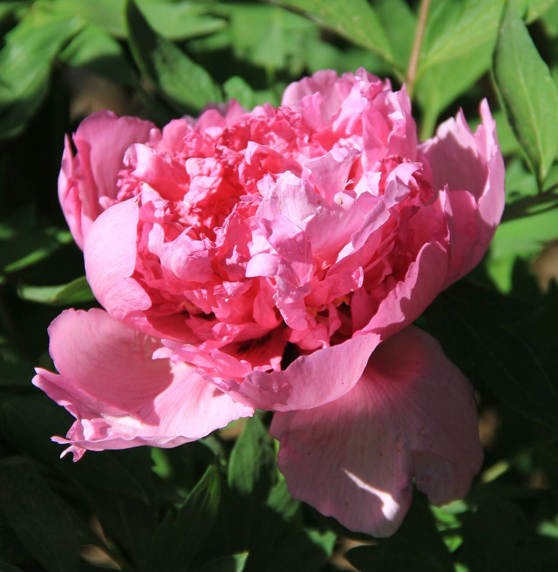 'GENTLE TOUCH' 錢子百太 Tree Peony (Paeonia x rockii 'qian zi bai tai/gentle touch')