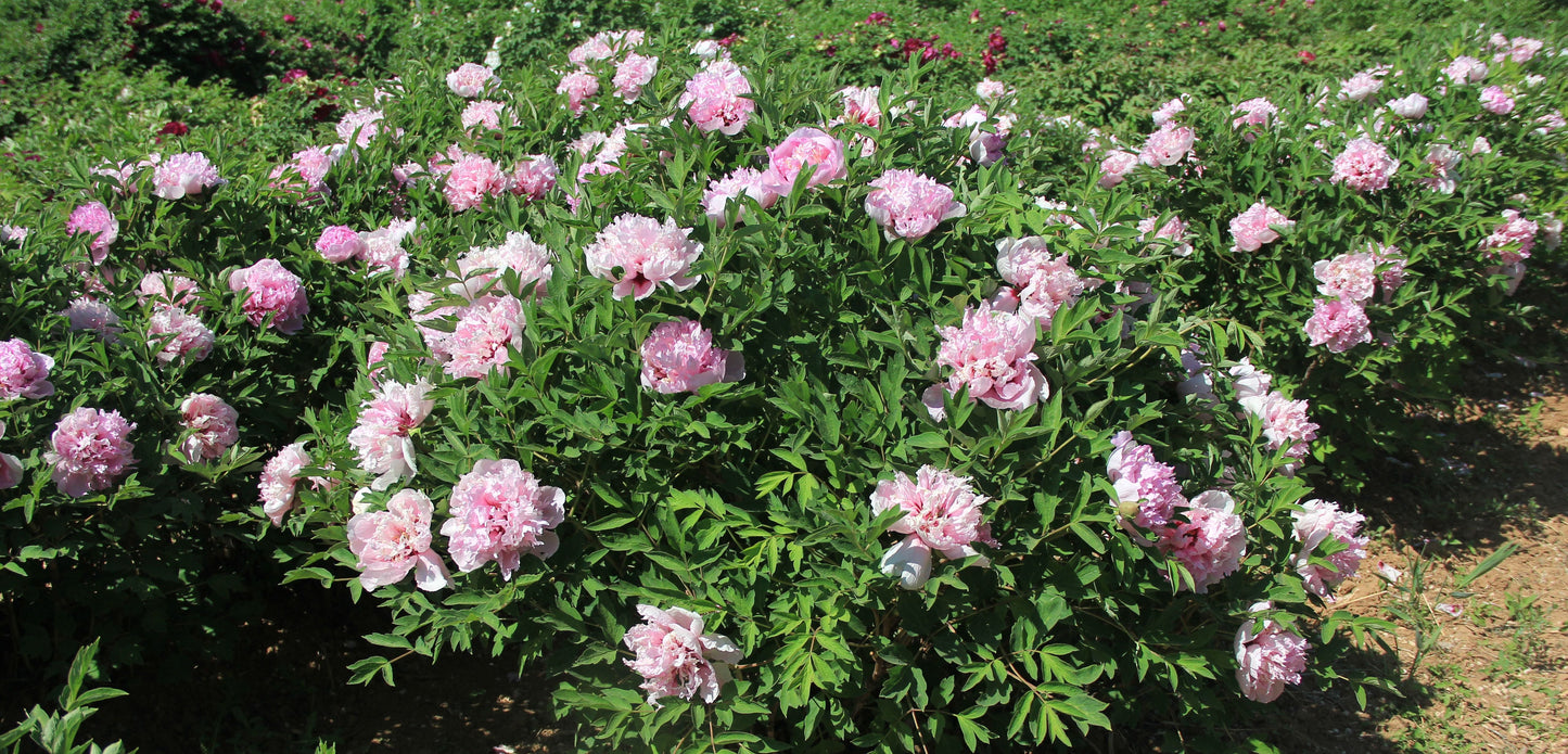 'HEAVENLY PINK' Tree Peony (Paeonia x rockii 'jing juan fen/heavenly pink')